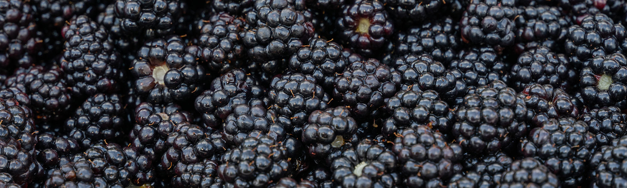 Blackberries