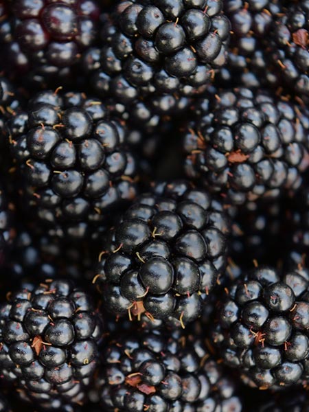 Blackberries